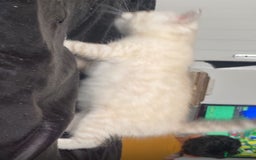 Scottish Fold cats for sale: Stunning Scottish fold kittens  - Image 7