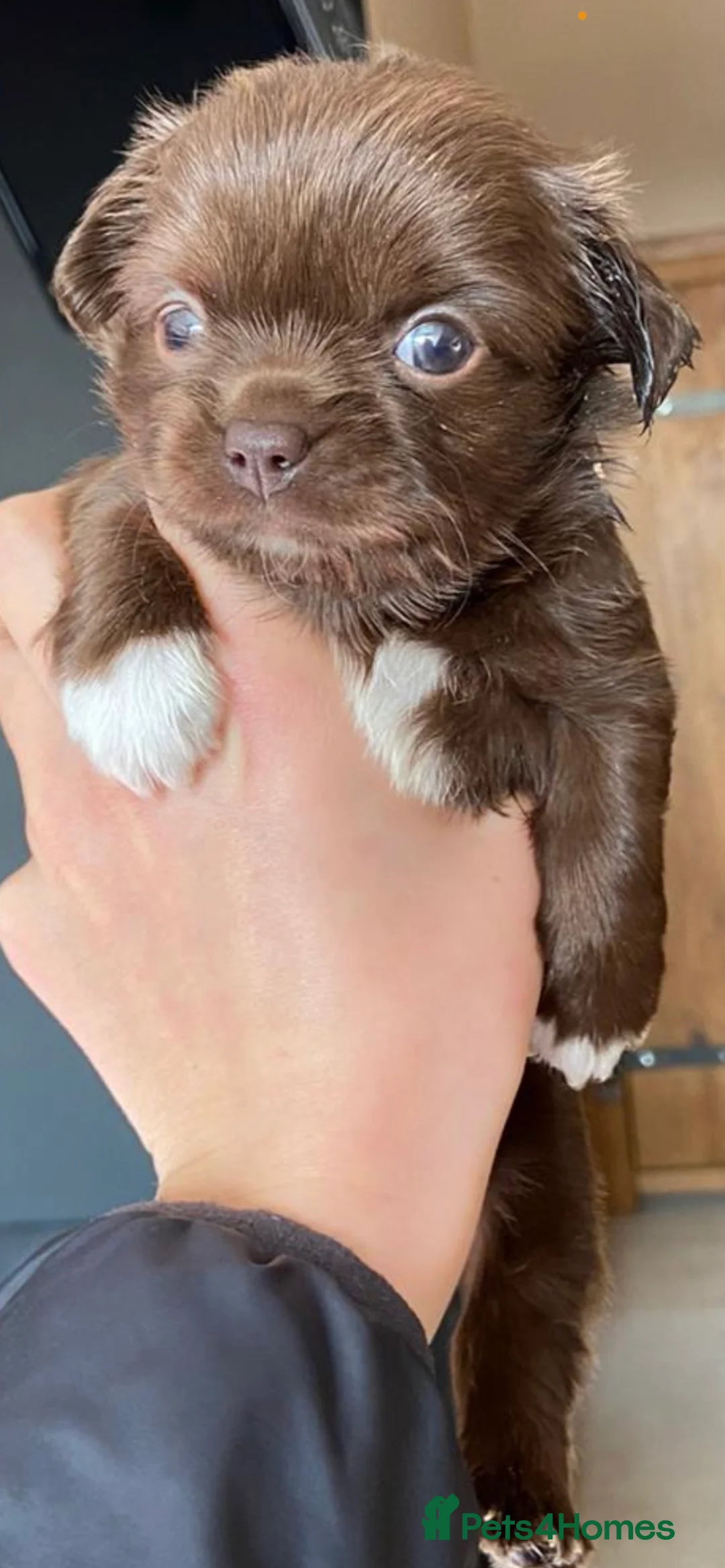 Chihuahua dogs for stud: KC Registered Blue Double KB in Chorley - Advert 19