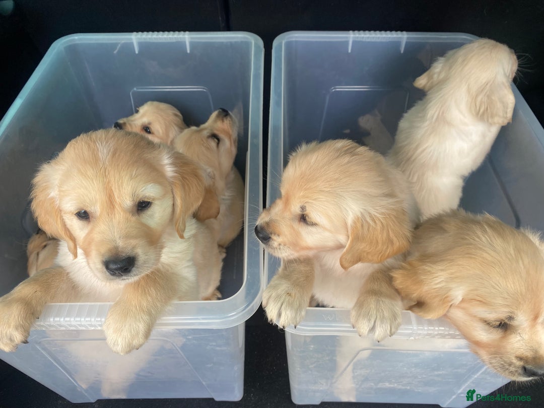 Golden Retriever dogs for sale: Beautiful KC reg Fluffy Golden Retriever Puppies - Image 3
