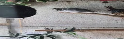 Mixed Breed birds for sale: Mixed birds for sale  in Worksop - Advert 4