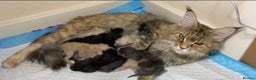Maine Coon cats for sale: 4 Truly Pure Maine Coons kittens - Advert 6