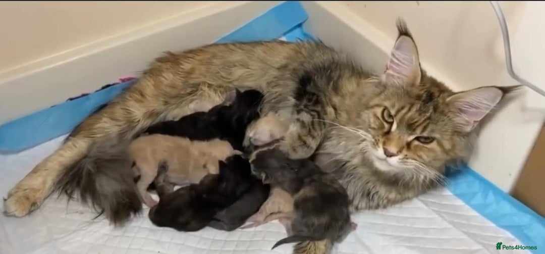 Maine Coon cats for sale: 4 Truly Pure Maine Coons kittens - Advert 6