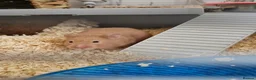 Hamster rodents for sale: Hamster and kit for sale 🐹  in Maldon - Advert 5