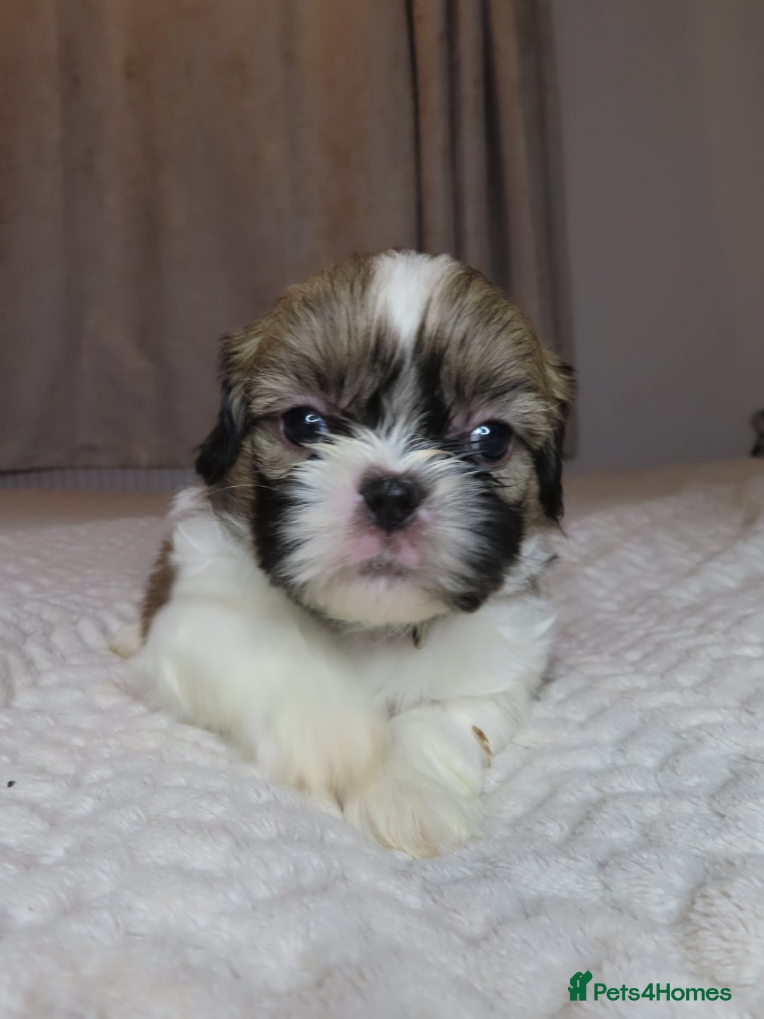 Shih Tzu dogs for sale: Beautiful Shih Tzu puppies  - Advert 5