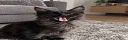 Maine Coon cats for sale: Baby Black Smoke TICA Maine Coon Kittens - Advert 3