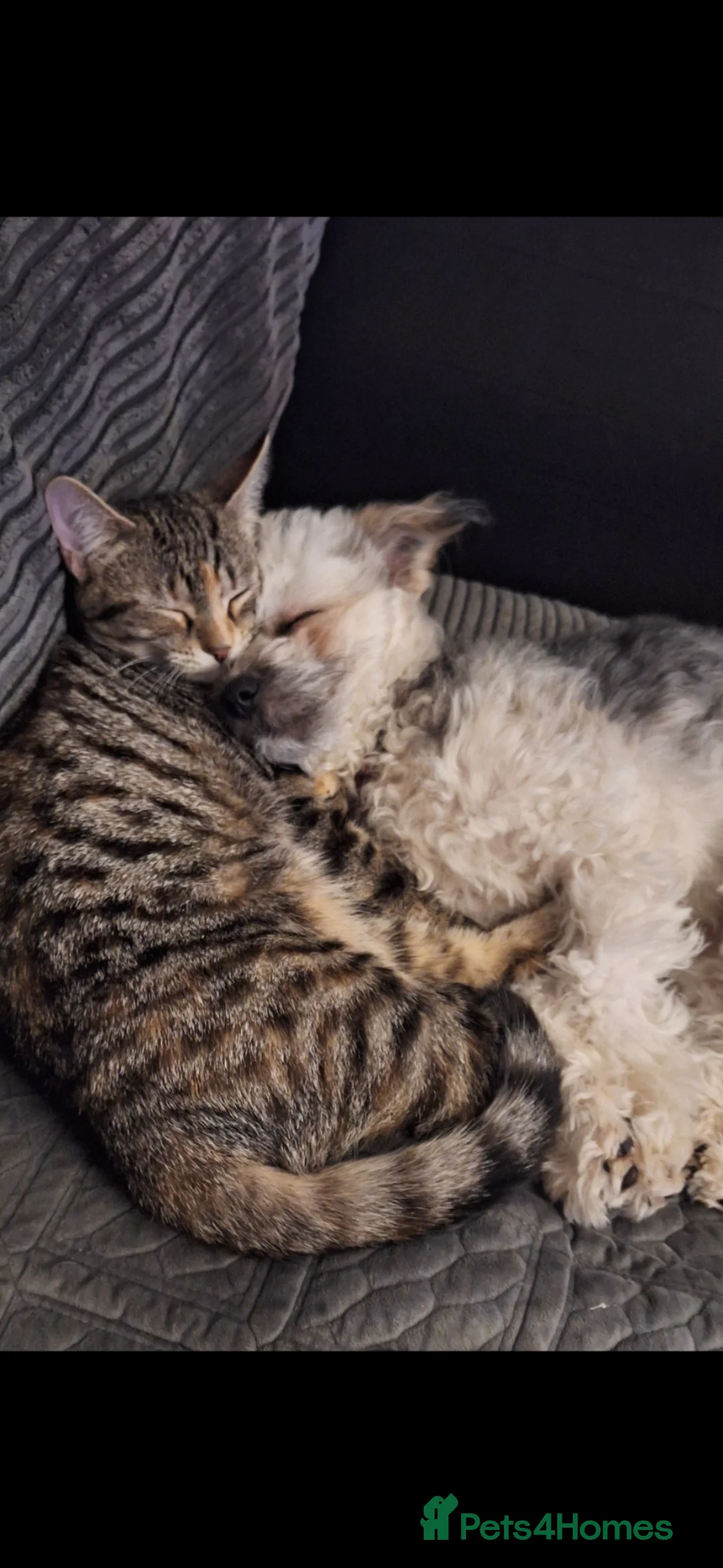 Mixed Breed dogs for sale: Beautiful pomchie x bichion frise girl  - Advert 3