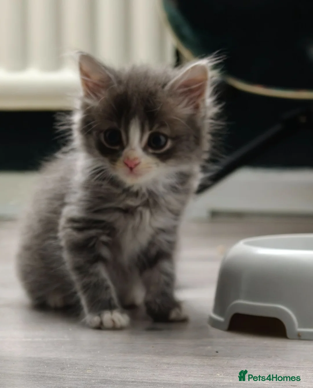 Mixed Breed cats for sale: 5 Beautiful kittens £100 each - Advert 2