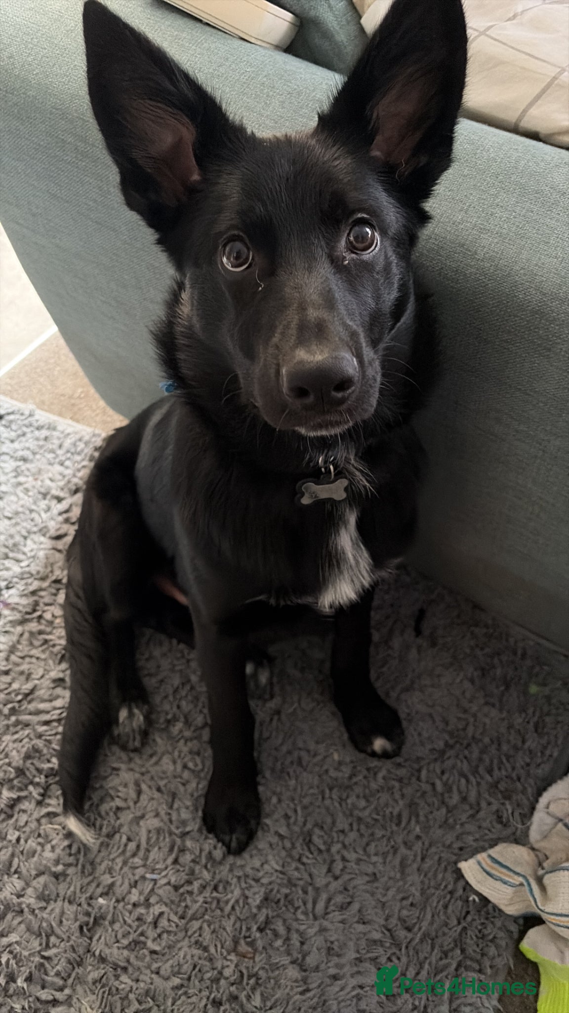 Mixed Breed dogs 6 Month Old Shollie Hank - Advert 1