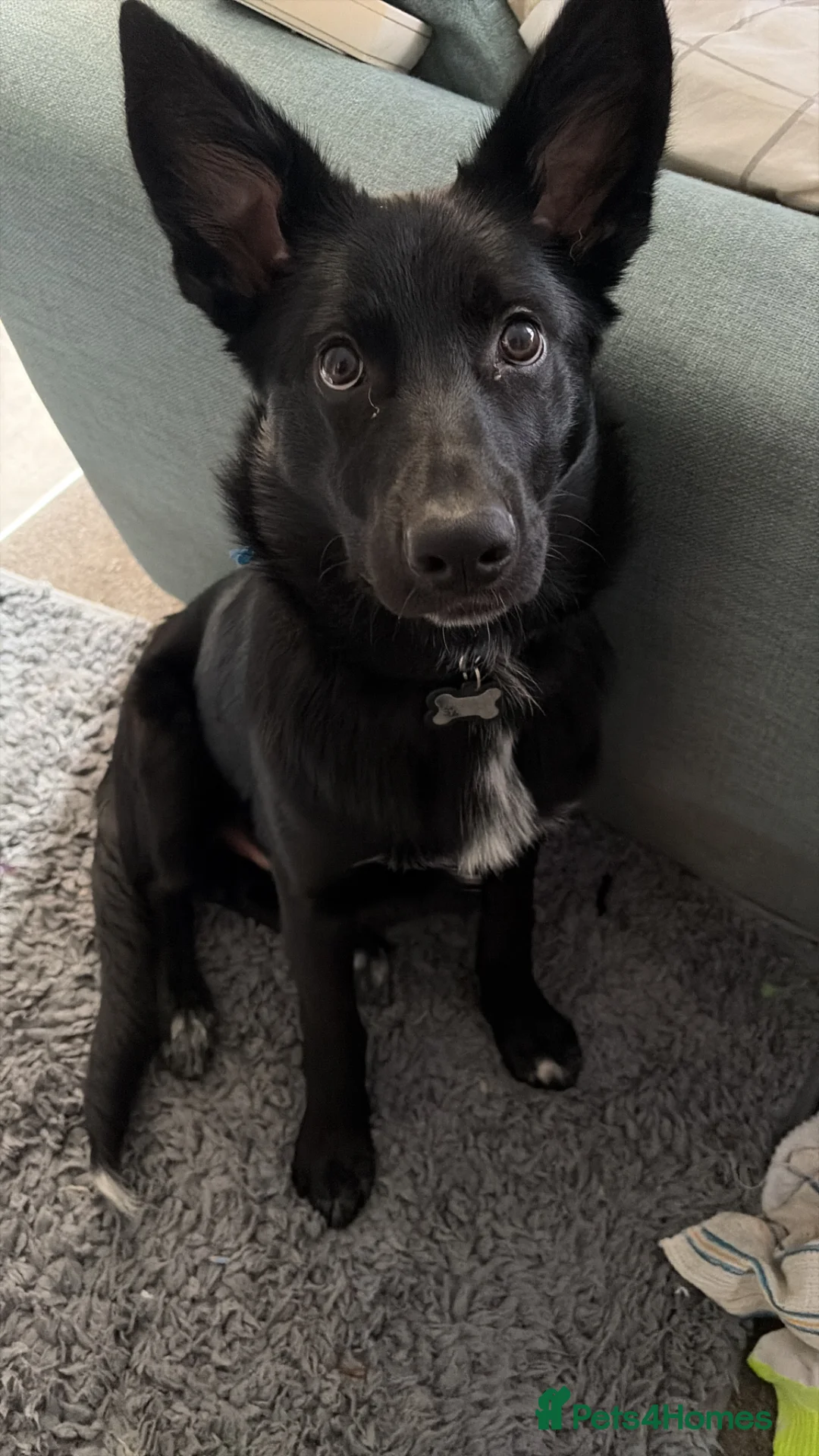 Mixed Breed dogs for sale: 6 Month Old Shollie Hank in Blackpool - Advert 1