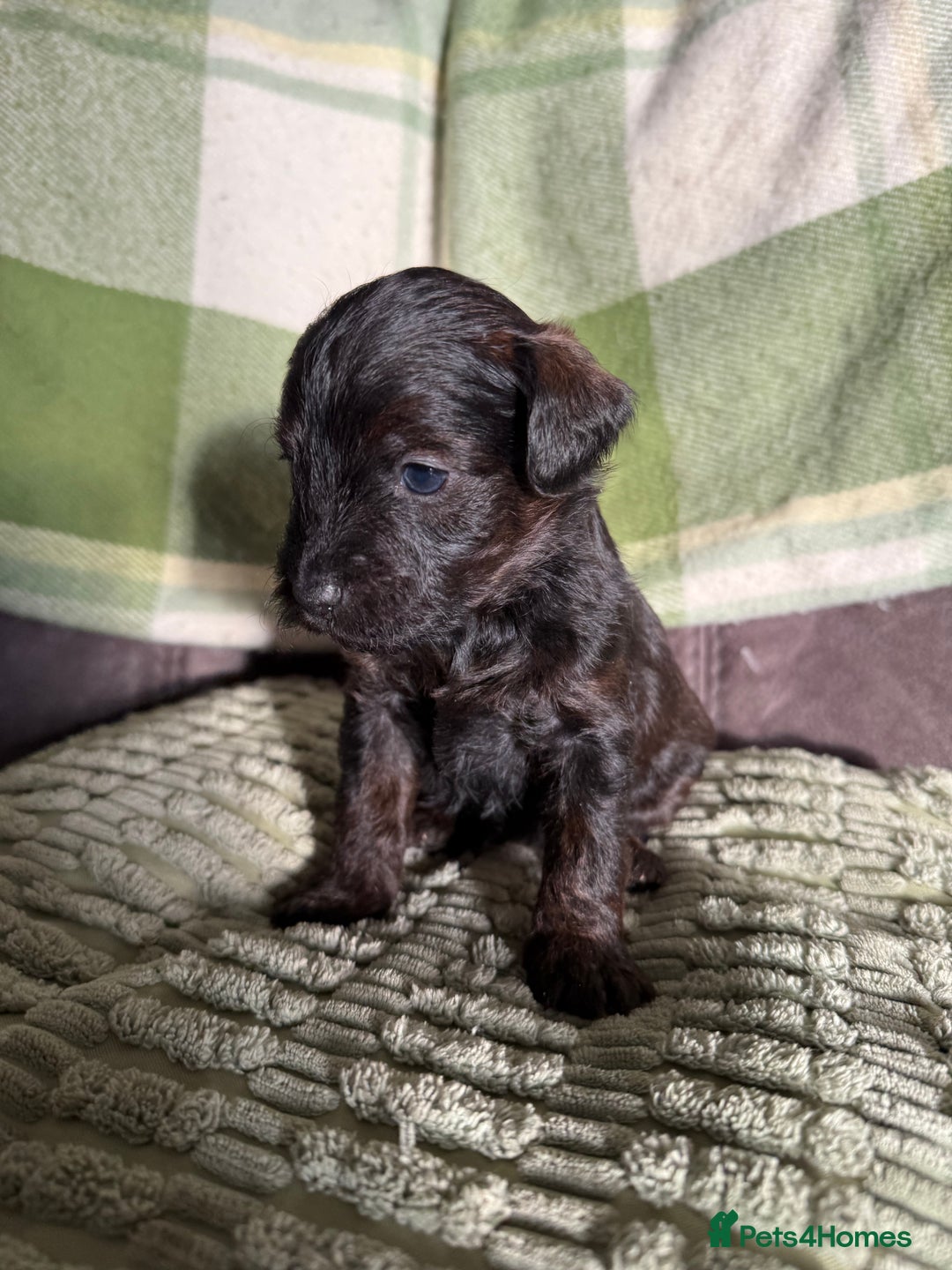 Jackapoo dogs for sale: Jackapoo puppies  - Advert 6