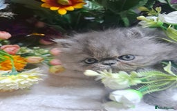 Persian cats for sale: Blue Persian kittens  - Image 17