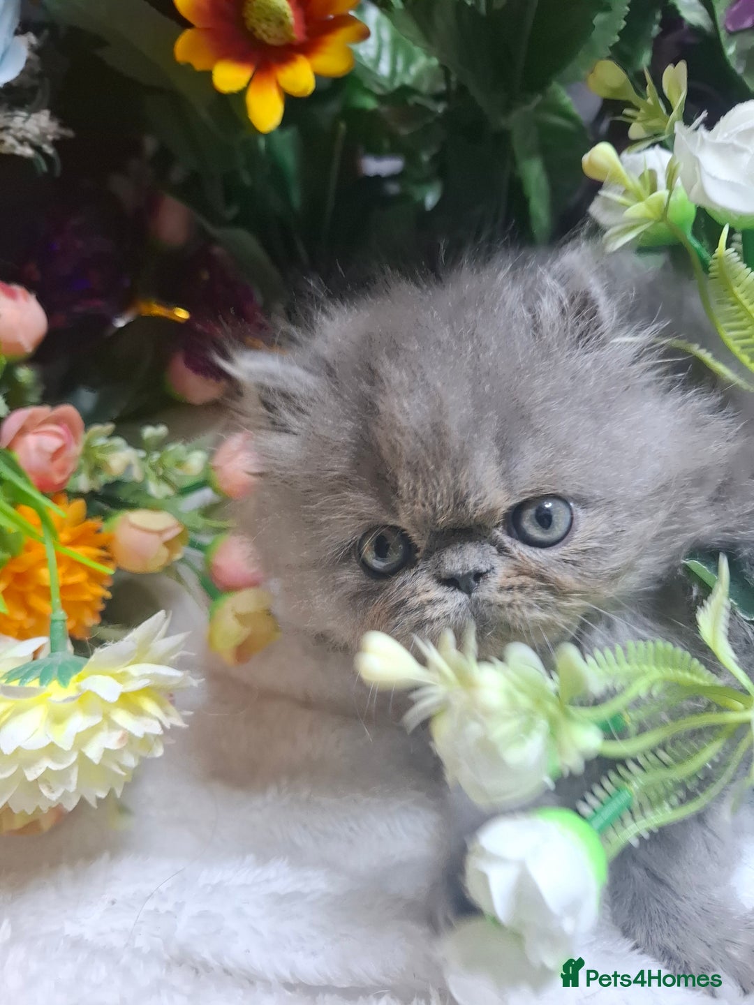 Persian cats for sale: Blue Persian kittens  - Image 17