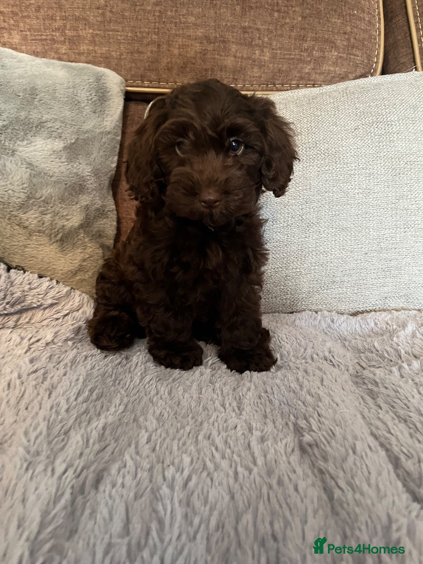 Cockapoo dogs 💙Beautiful,super friendly,Cockapoo F1 Puppies  - Advert 6
