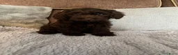 Cockapoo dogs for sale: 💙Beautiful,super friendly,Cockapoo F1 Puppies  - Advert 2
