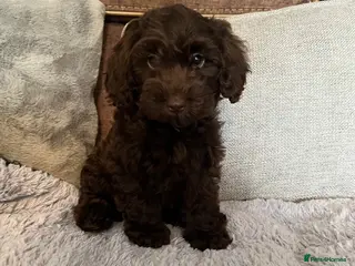 Cockapoo dogs 💙Beautiful,super friendly,Cockapoo F1 Puppies - Advert 6