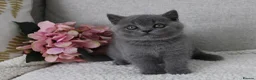 British Shorthair cats for sale: BRITISH SHORTHAIR &LONGHAIR - Full Pedigree - Advert 17