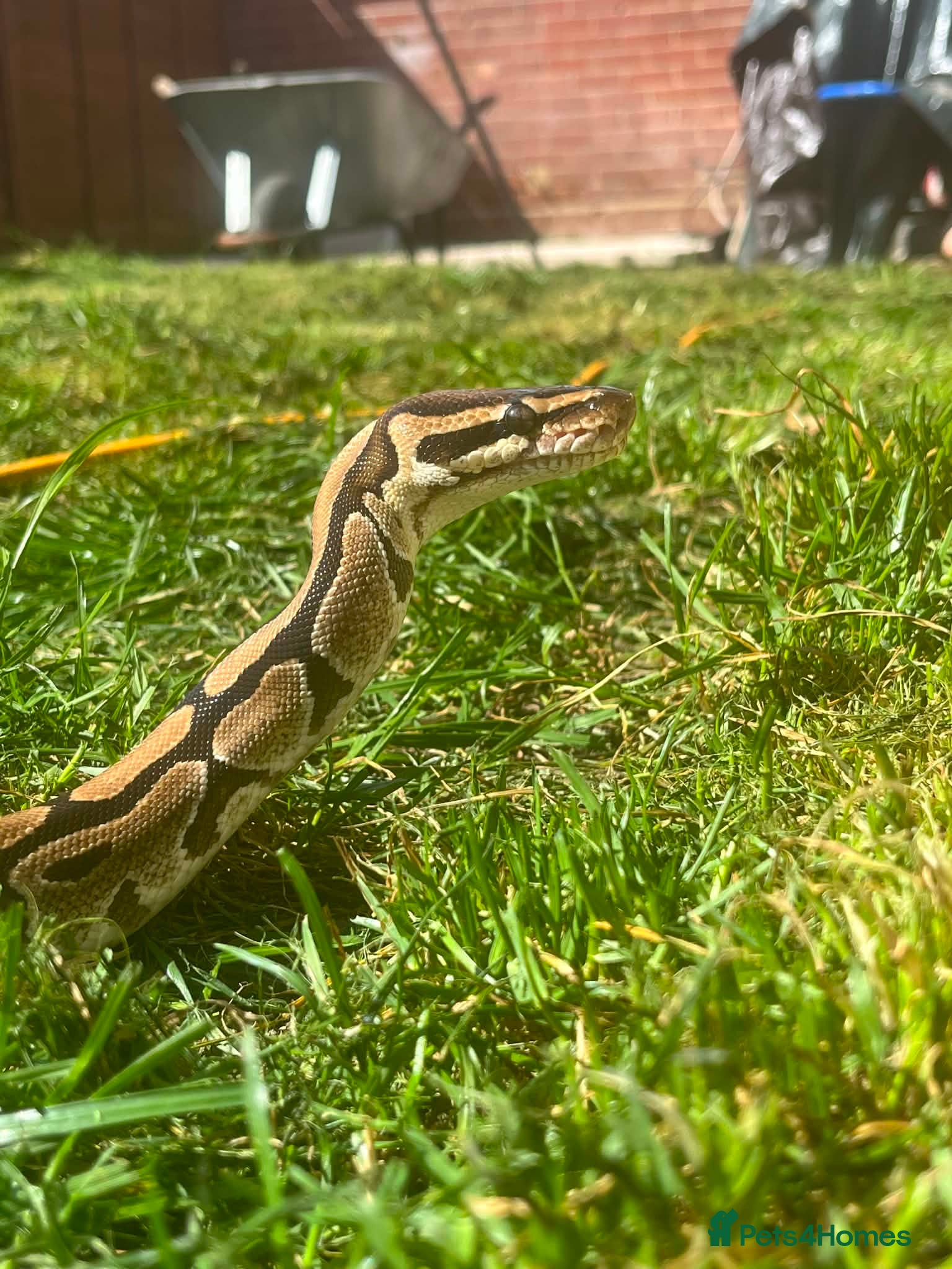 Python Snake reptiles Adult female royale python lovely temperament  - Advert 2