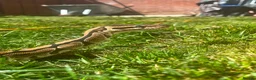 Python Snake reptiles for sale: Adult female royale python lovely temperament  in Windsor - Advert 1