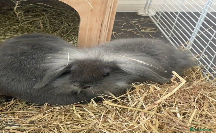 Lionhead rabbits - Advert 10