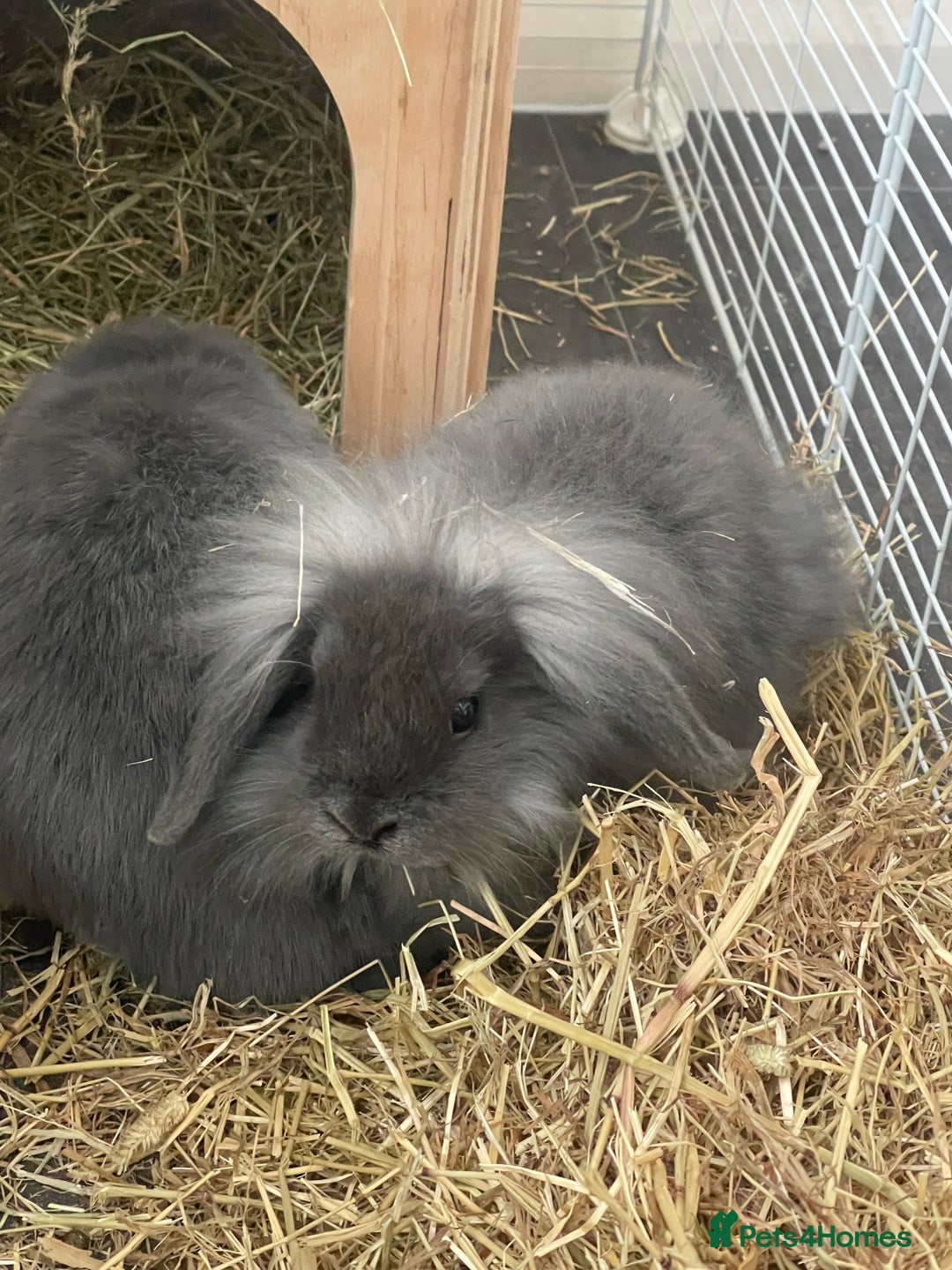 Lionhead rabbits for sale: Male baby lion head rabbit and mini lop  - Image 1