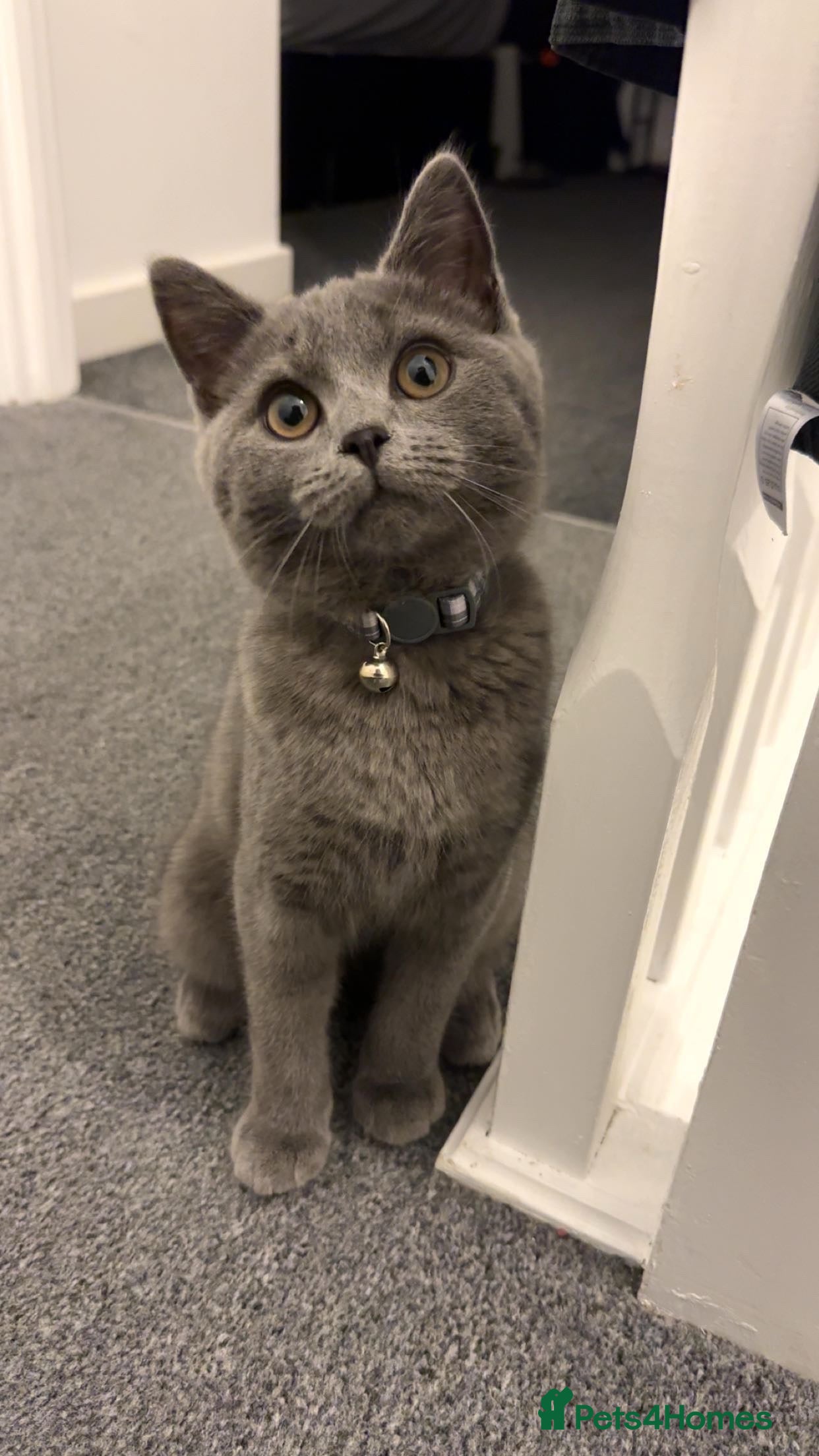 British Shorthair cats British shorthair kitten - Advert 8