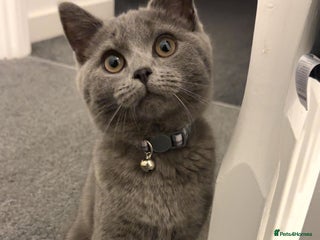 British Shorthair cats British shorthair kitten - Advert 8