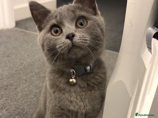 British Shorthair cats British shorthair kitten - Advert 13