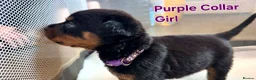 Rottweiler dogs for sale: Last few puppies in Rotherham - Advert 5