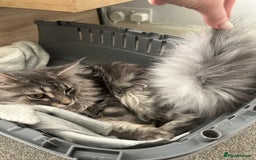 Maine Coon cats for sale: Maine coon kitten  - Image 2