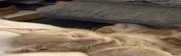 Bengal cats for sale: 5 beautiful mixed Bengal and Russian Angora. - Advert 15