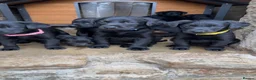 Labrador Retriever dogs for sale: Labrador Puppies  - Advert 2