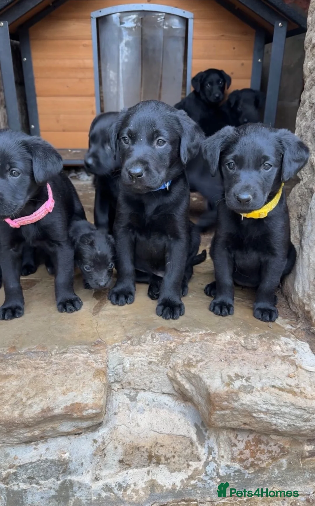 Labrador Retriever dogs for sale: Labrador Puppies  - Advert 2