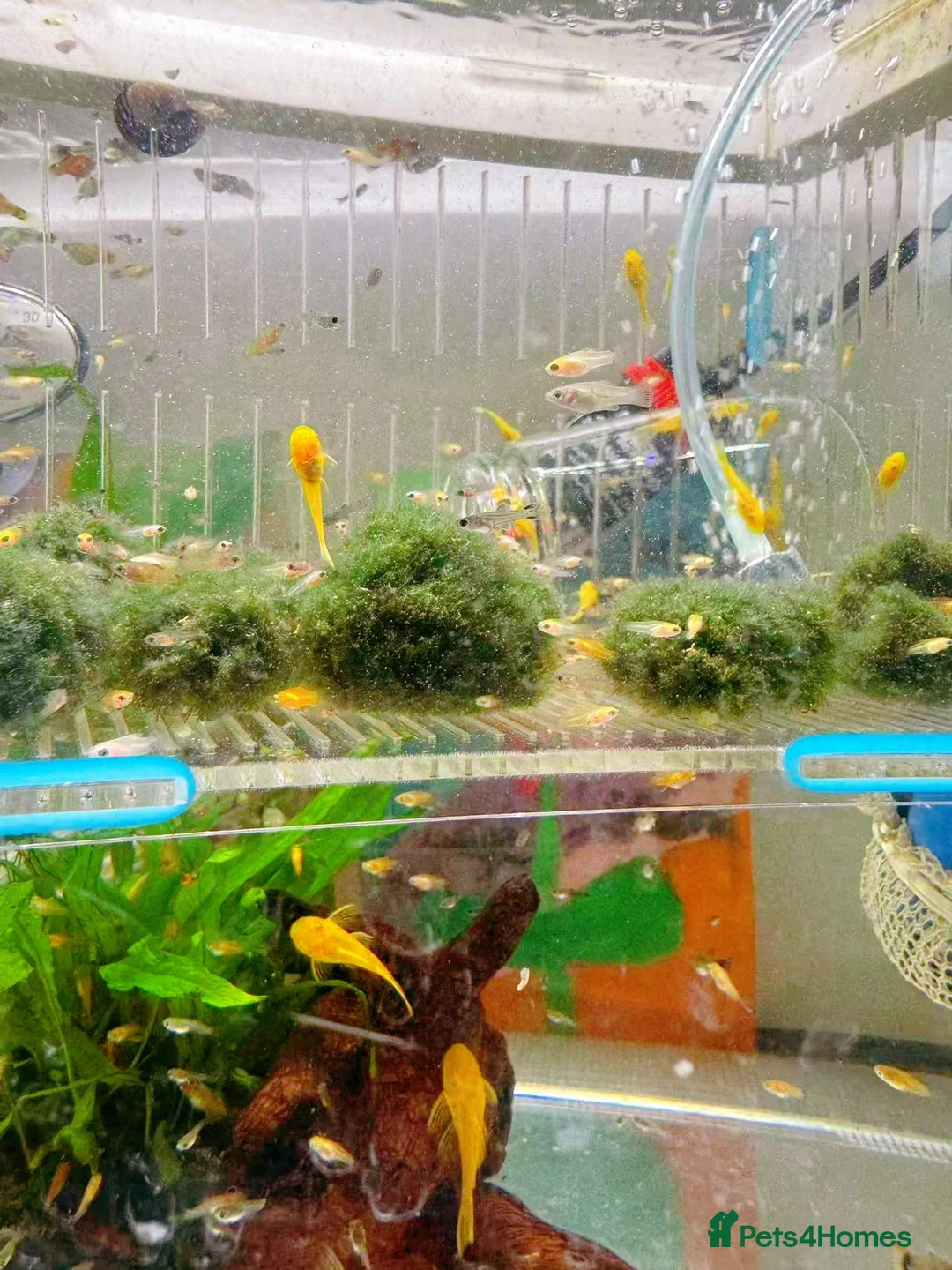 Plecos fish for sale: Bristlenose Pleco Golden&Snowflake – Various Sizes - Advert 8