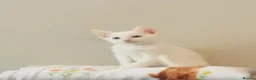 Turkish Angora cats for sale: White Kittens  in Chesham - Advert 5