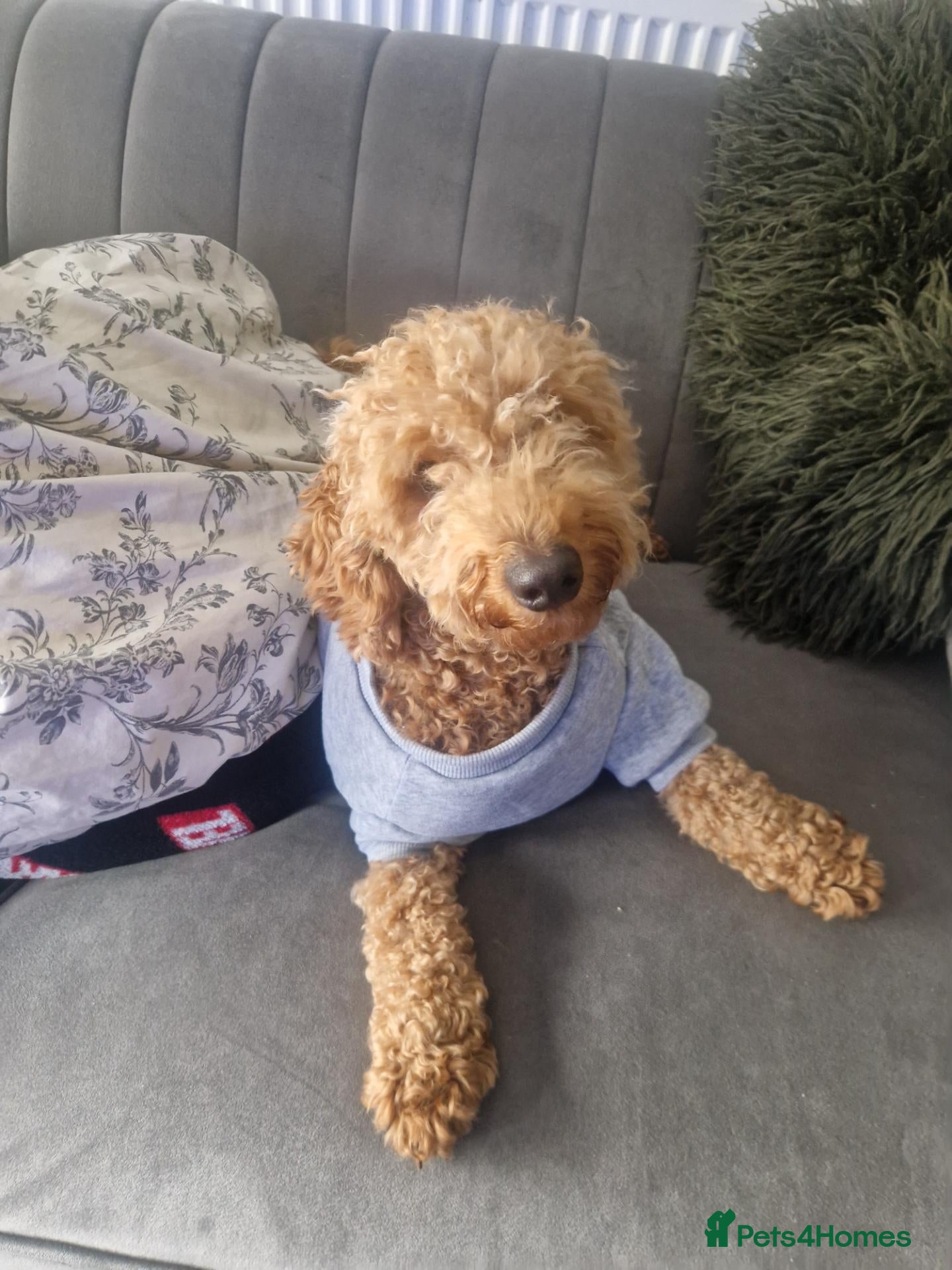 Cockapoo dogs Luna cockapoo - Advert 15