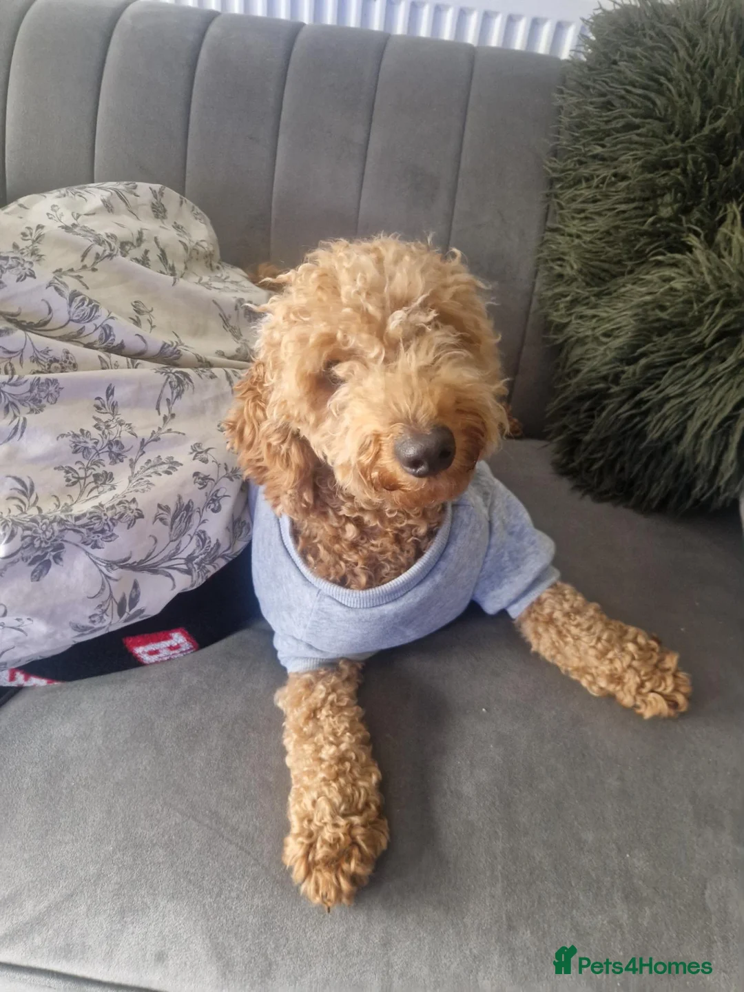 Cockapoo dogs for sale: Luna cockapoo - Advert 1