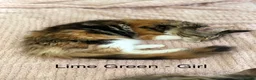 Maine Coon cats for sale: Stunning Maine Coon Kittens Looking for 5⭐️ Homes - Advert 14
