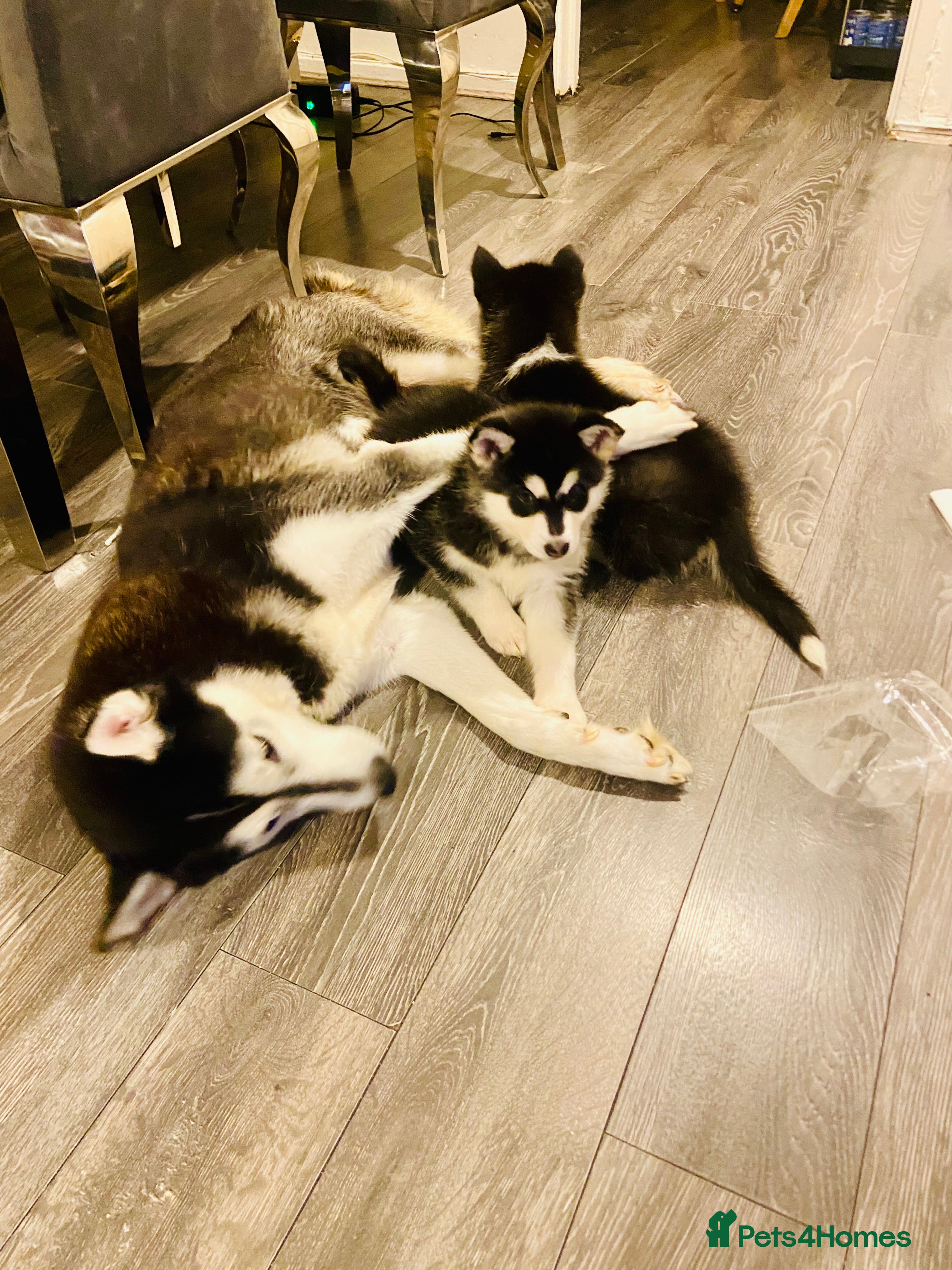 Huskita dogs ❤️huskey/ akita - Advert 2