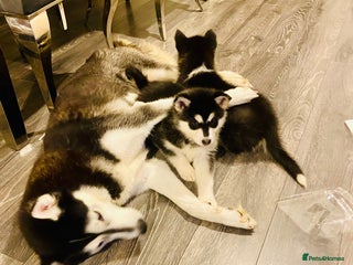 Huskita dogs ❤️huskey/ akita - Advert 6