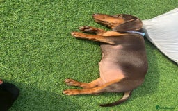 Miniature Dachshund dogs for sale: Chocolate & Tan Girl - Image 7