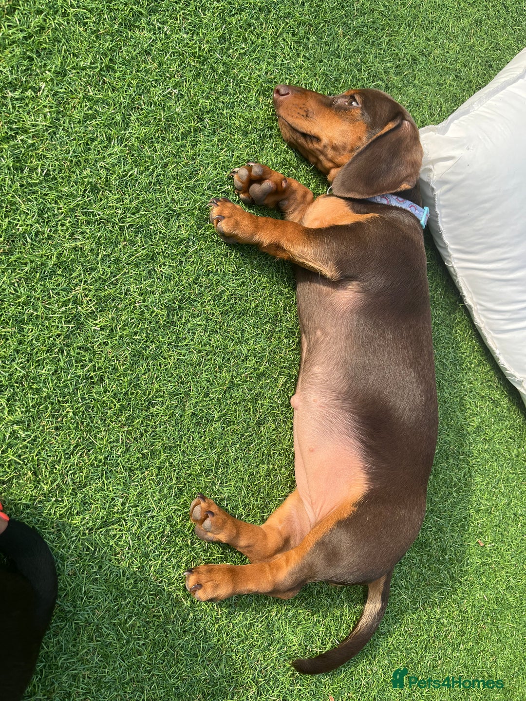 Miniature Dachshund dogs for sale: Chocolate & Tan Girl - Image 7