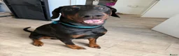 Dobermann dogs for stud: 🐾 Doberman Stud Available – First-Time Stud - Advert 7