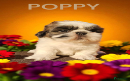 Shih Tzu dogs for sale: 💕🐶💕 STUNNING SHIH TZU 💕🐶💕 - Image 26
