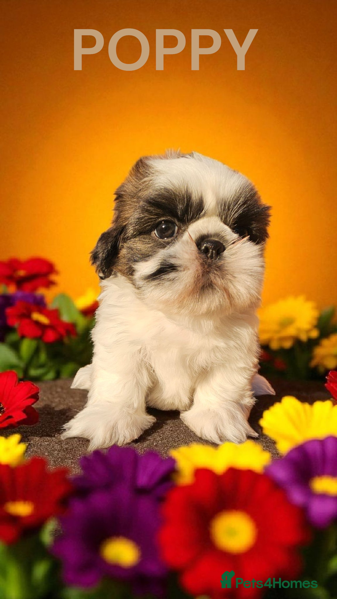 Shih Tzu dogs for sale: 💕🐶💕 STUNNING SHIH TZU 💕🐶💕 - Image 26