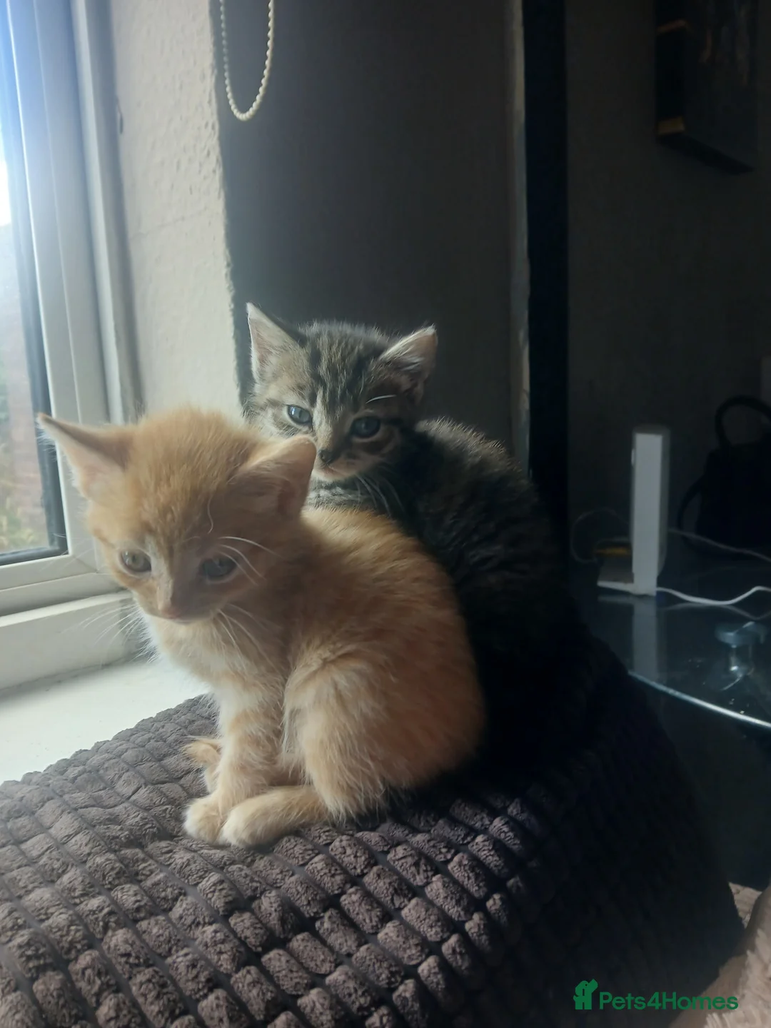 Mixed Breed cats for sale: 🤍🩶 tabby cat for sale 🩶🤍 - Advert 2
