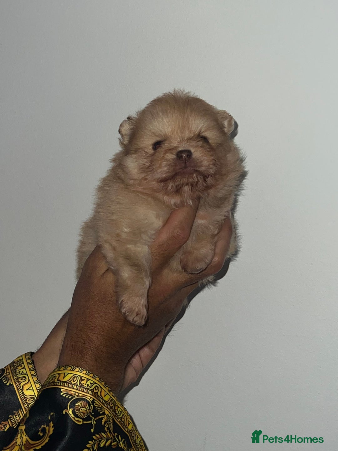 Pomeranian dogs for sale: Pomeranian pups BOY sold GIRL REMAINING 🐶 - Advert 11