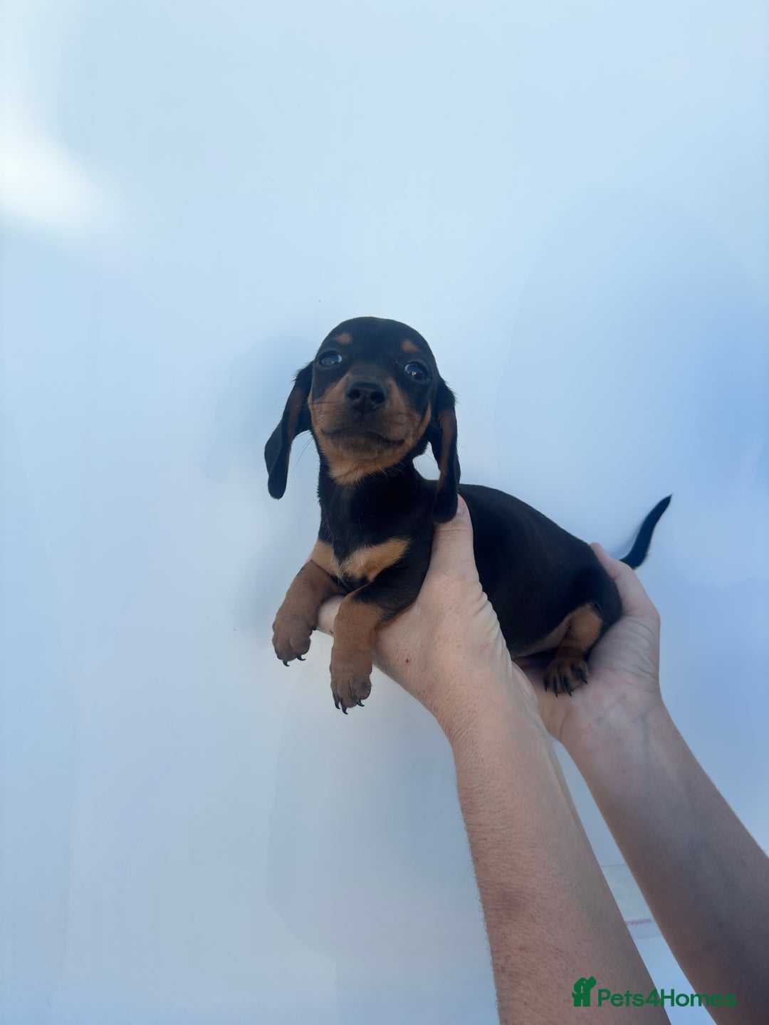 Dachshund dogs for sale: Miniature dachshund puppies  - Image 12