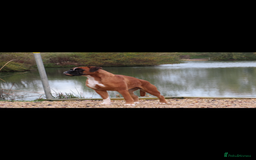 Boxer dogs for sale: KC Reg Female Ready for her new home - Image 3