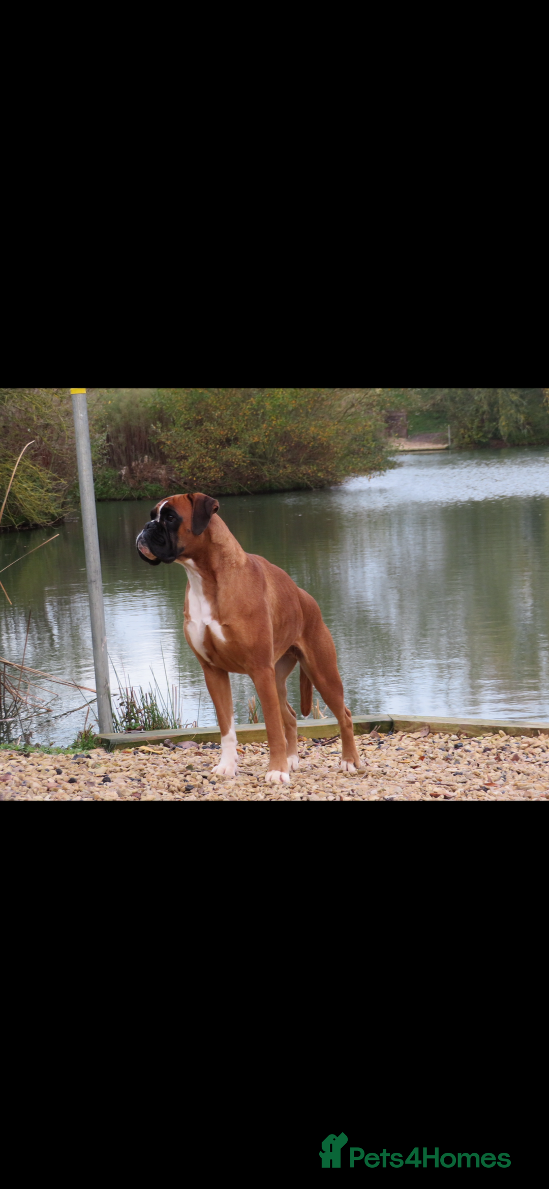 Boxer dogs for sale: KC Reg Female Ready for her new home - Image 3