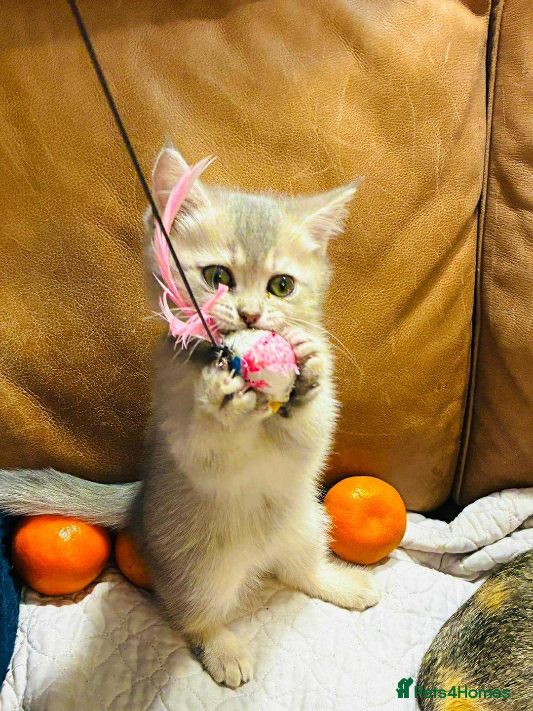 Scottish Fold cats for sale: 3 Scottish Fold Kittens for sale - Advert 9